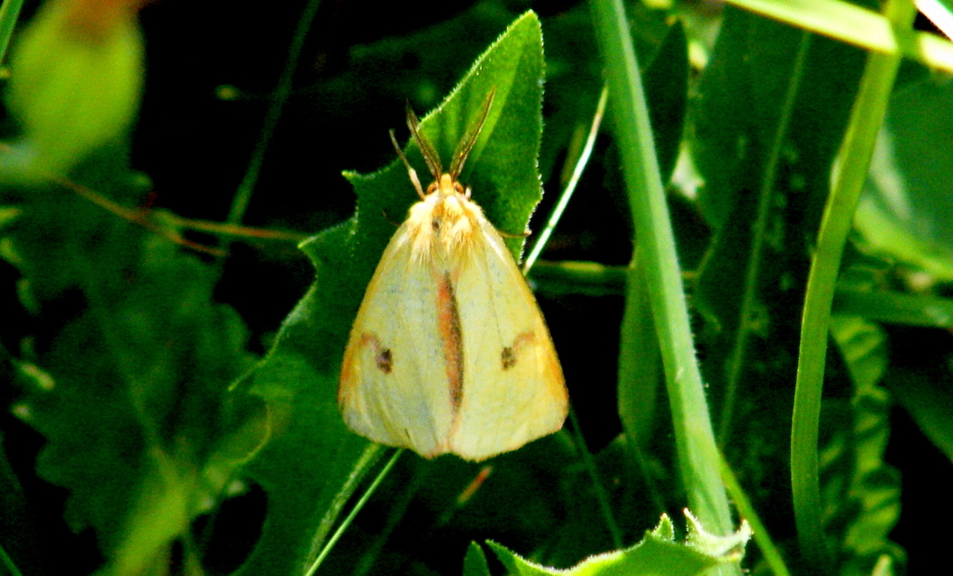 Diacrisia sannio - vörösszélű medvelepke