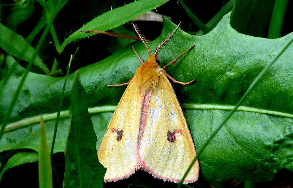 Diacrisia sannio - vörösszélű medvelepke