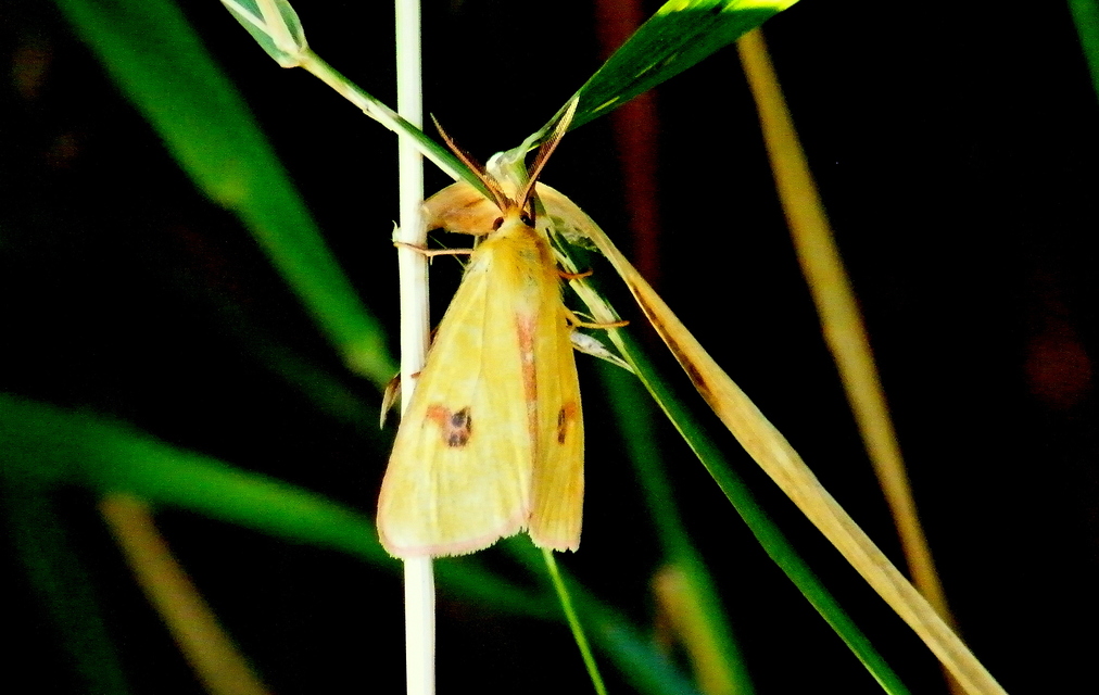 Diacrisia sannio - vörösszélű medvelepke
