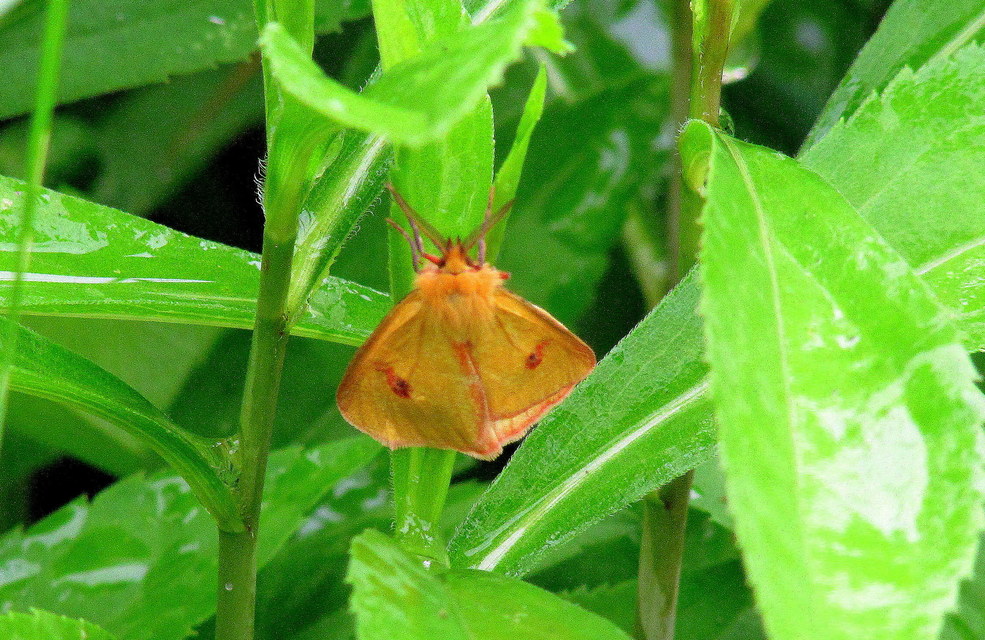 Diacrisia sannio - vörösszélű medvelepke