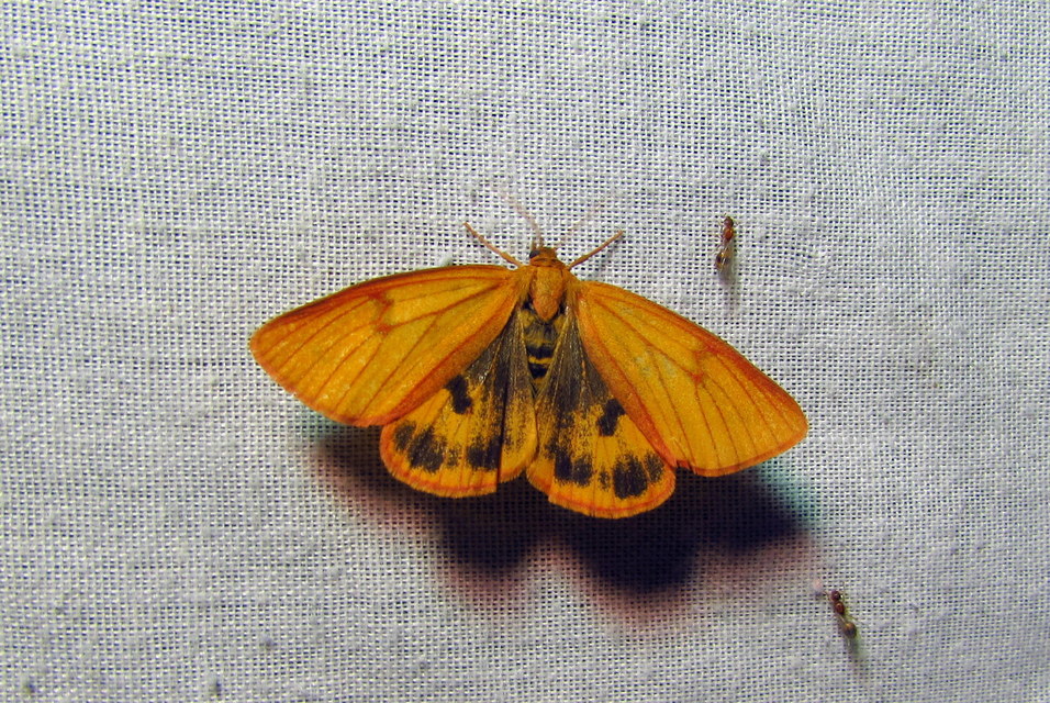 Diacrisia sannio - vörösszélű medvelepke