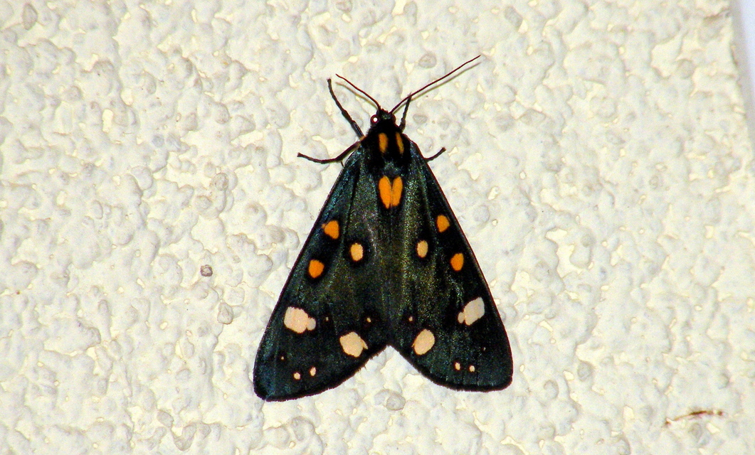 Callimorpha dominula - fémes medvelepke