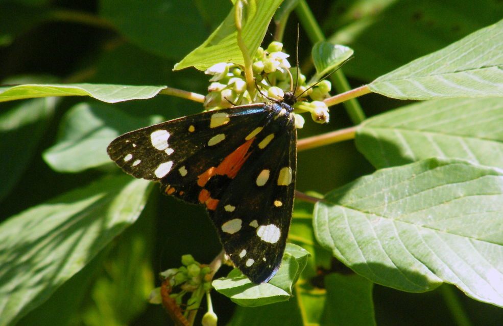 Callimorpha dominula - fémes medvelepke