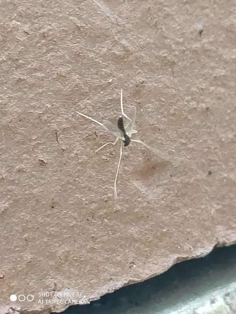 Chironomidae - árvaszúnyogok
