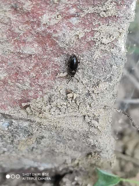 Stomodes gyrosicollis - gyökérlakó ormányos