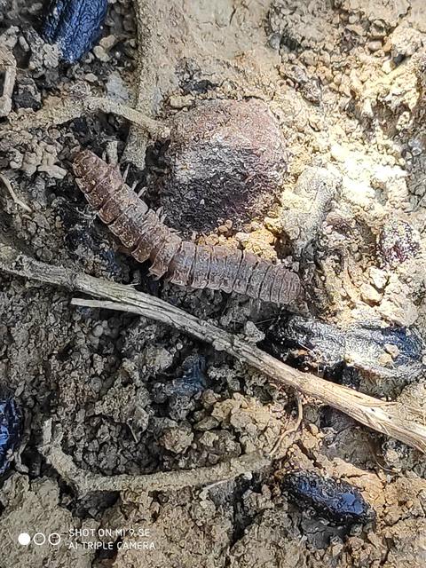 Polydesmus