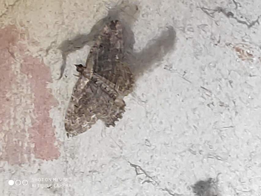 Philereme transversata - varjútövis-araszoló