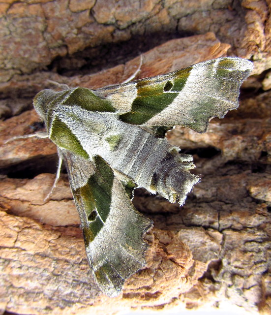 Proserpinus proserpina - törpeszender
