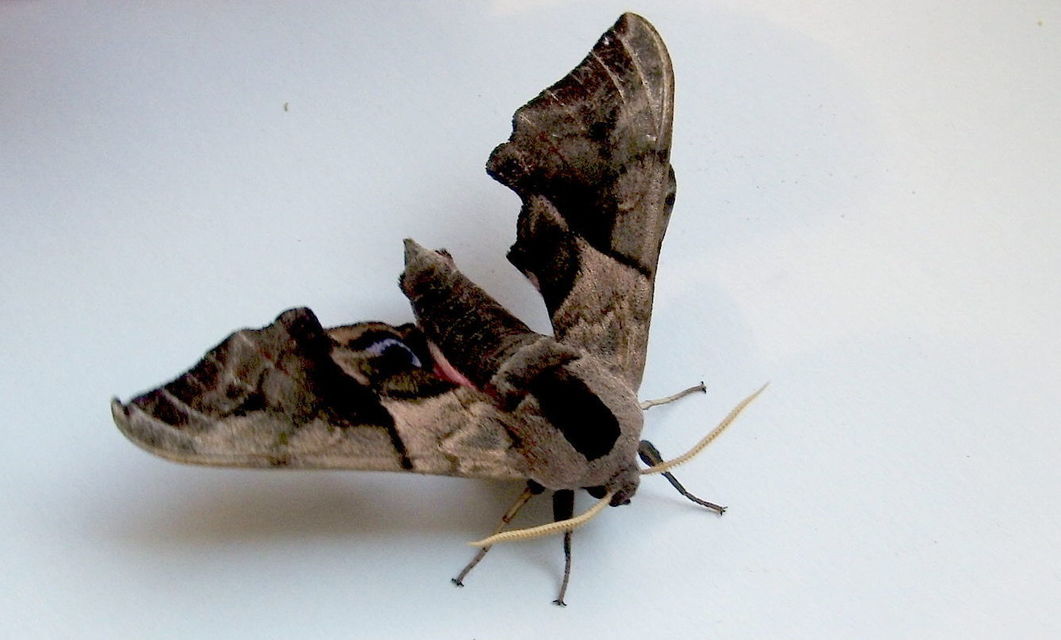 Smerinthus ocellatus - esti pávaszem