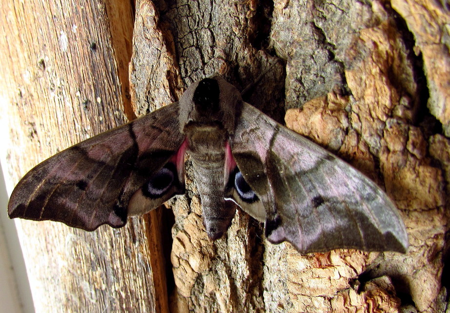 Smerinthus ocellatus - esti pávaszem