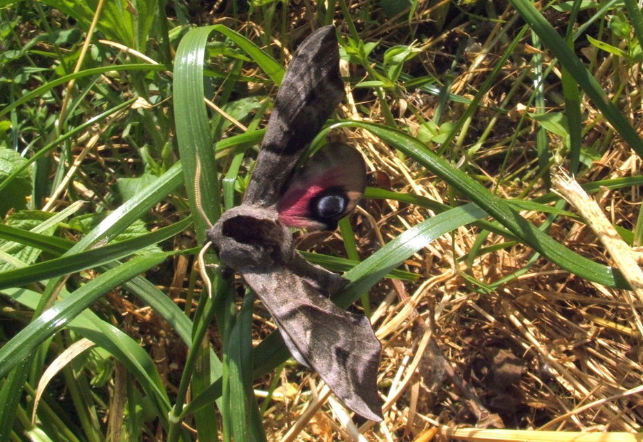 Smerinthus ocellatus - esti pávaszem