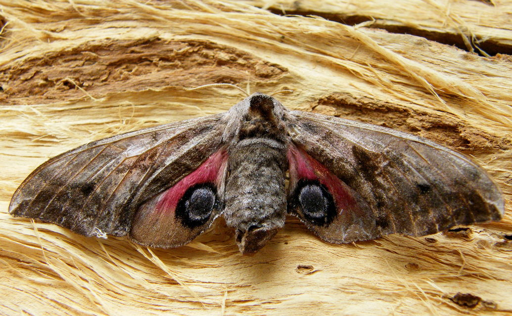 Smerinthus ocellatus - esti pávaszem