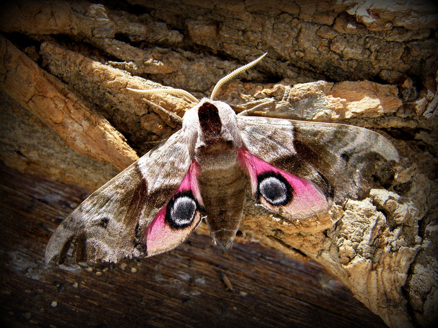 Smerinthus ocellatus - esti pávaszem