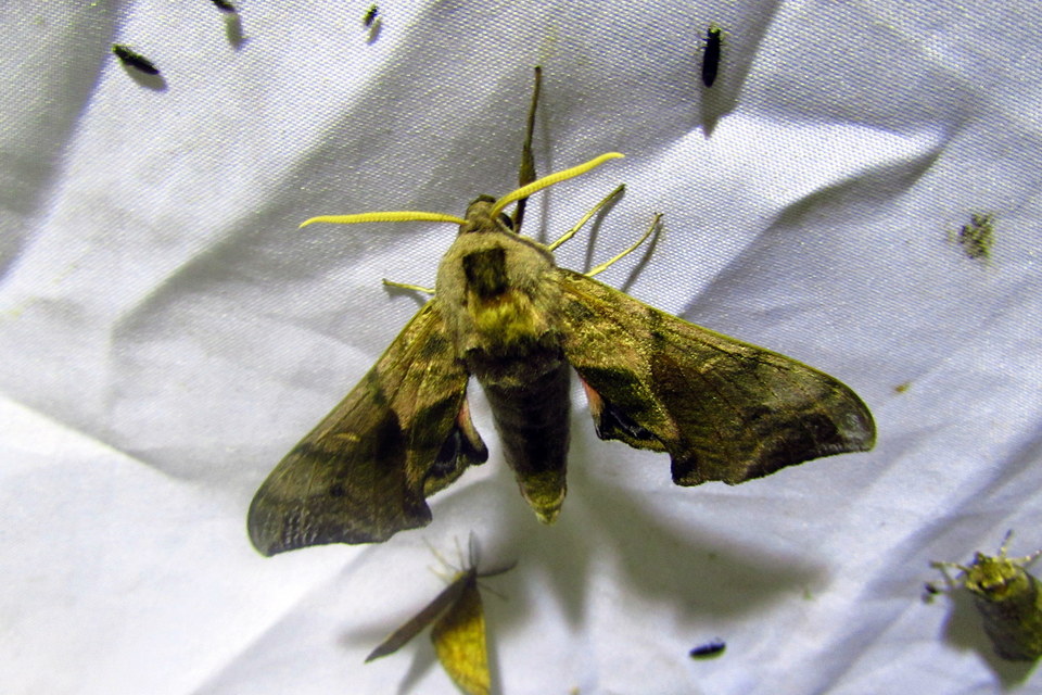 Smerinthus ocellatus - esti pávaszem