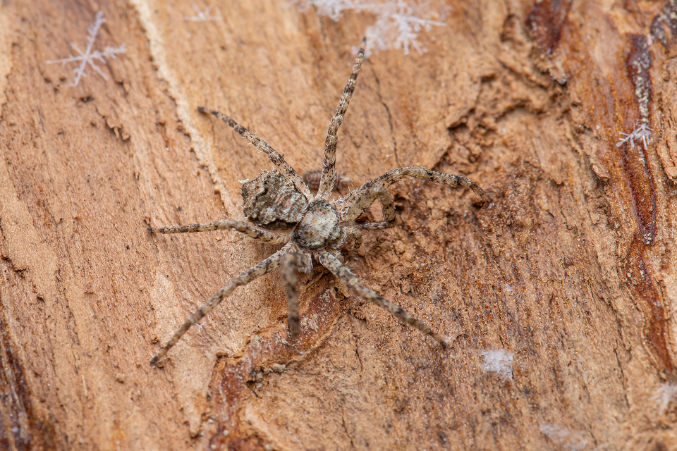 Philodromus poecilus - cifra karolópók