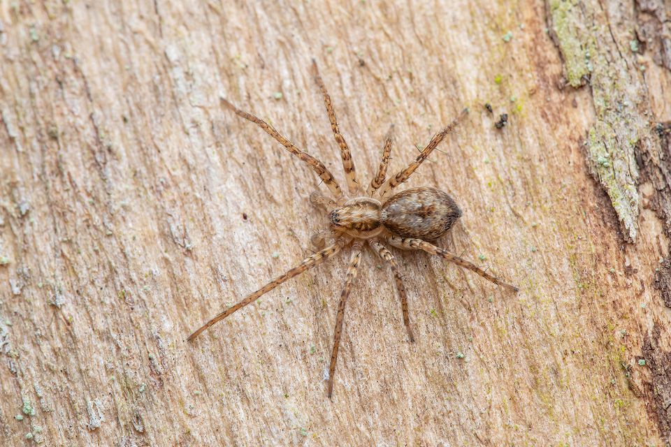 Anyphaena accentuata - jegyespók