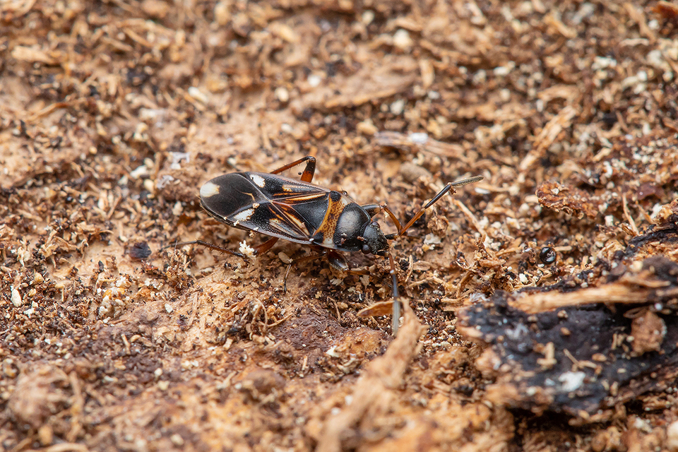 Raglius alboacuminatus - tarka díszesbodobács