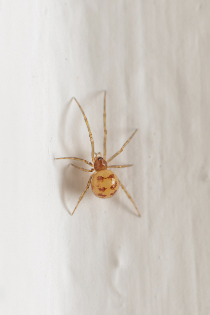 Steatoda triangulosa - háromszöges faggyúpók