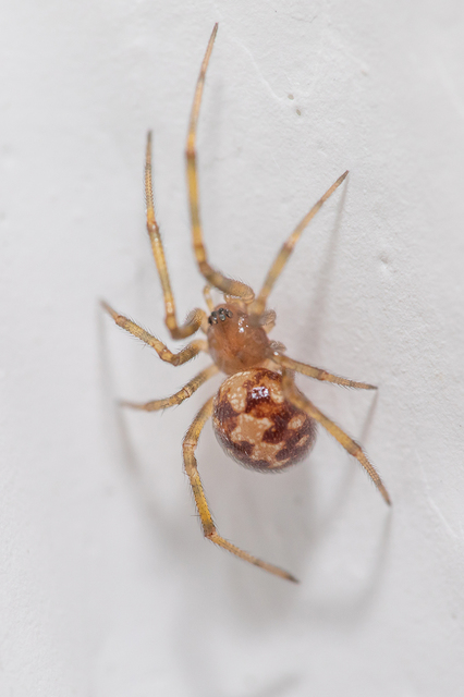 Steatoda triangulosa - háromszöges faggyúpók
