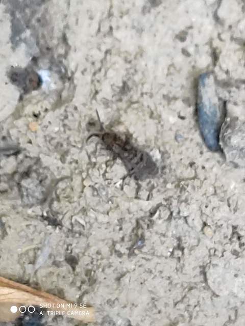 Entomobryidae