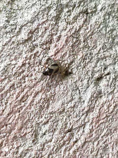 Salicarus roseri