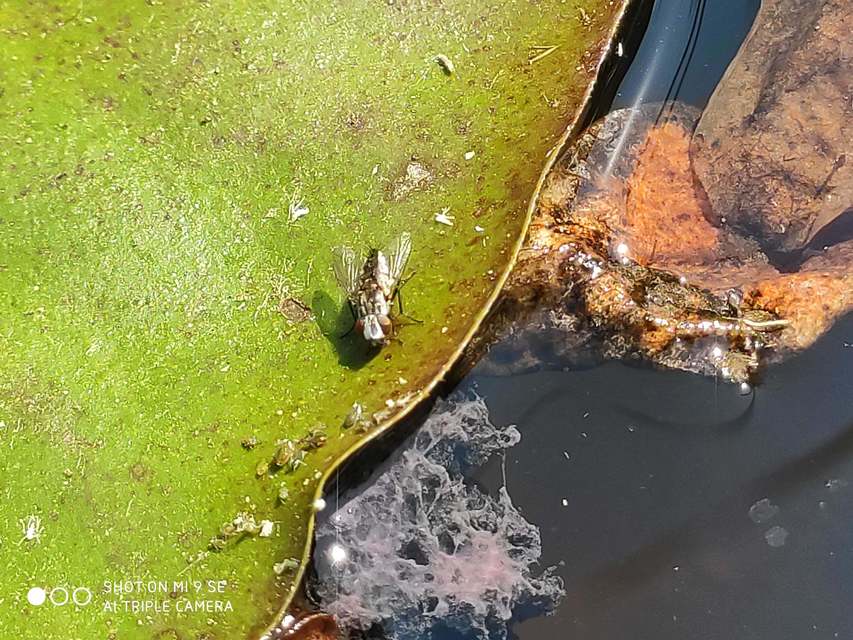Metopia argentata