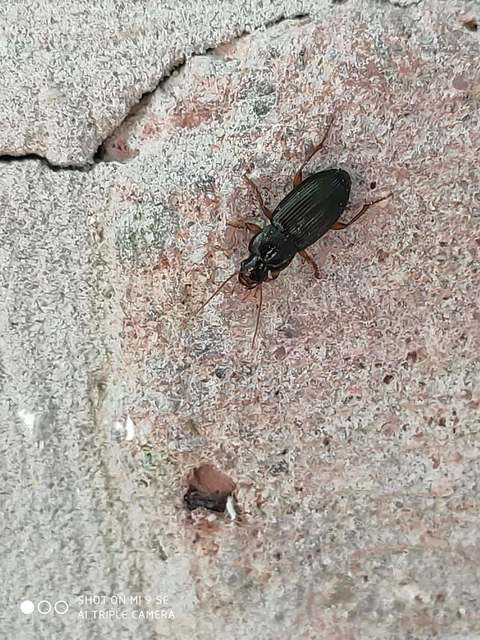 Harpalus affinis - szőrösszárnyú lomhafutó
