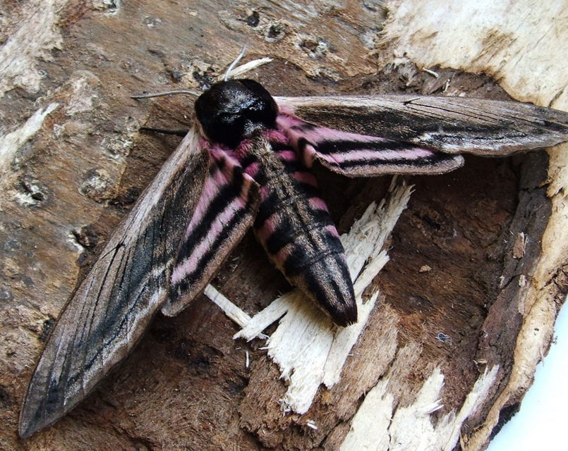 Sphinx ligustri - fagyalszender