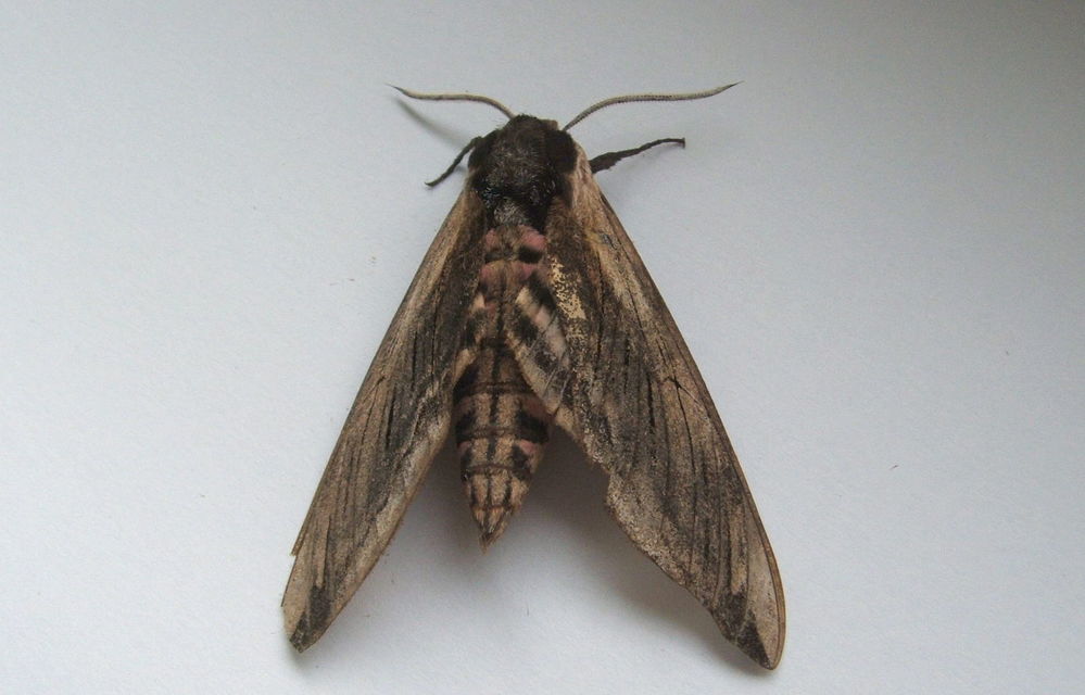 Sphinx ligustri - fagyalszender