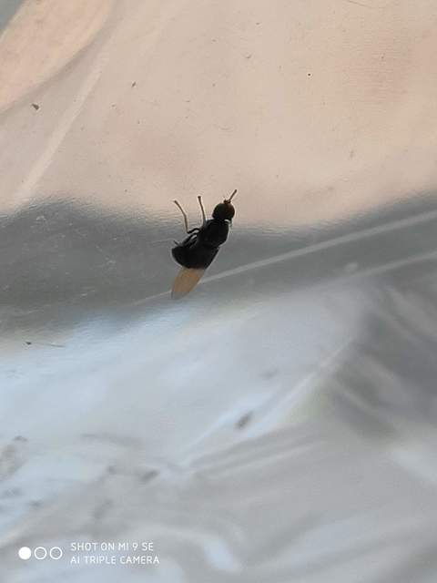 Pachygaster atra - fekete tüskéslégy
