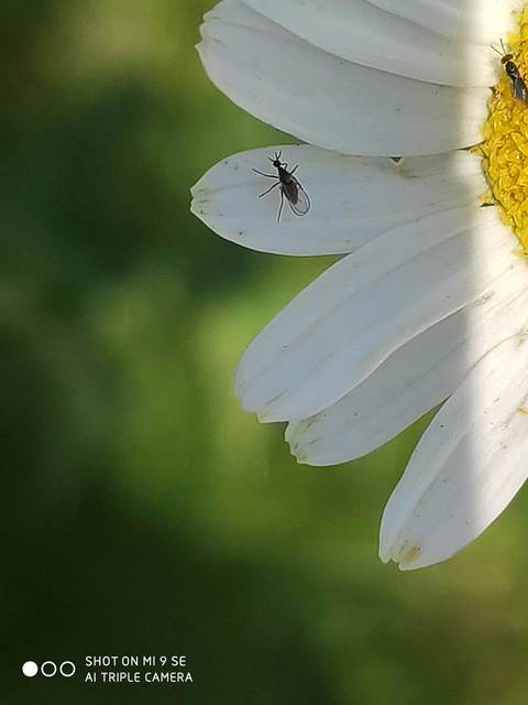 Cecidomyiidae - gubacsszúnyogok