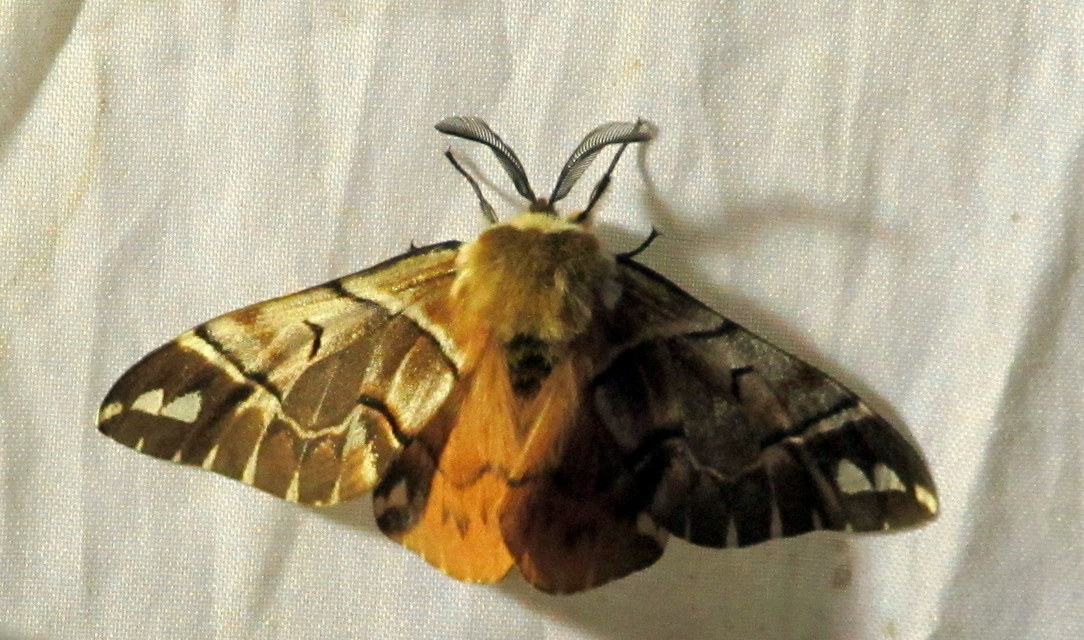 Endromis versicolora - tarkaszövő