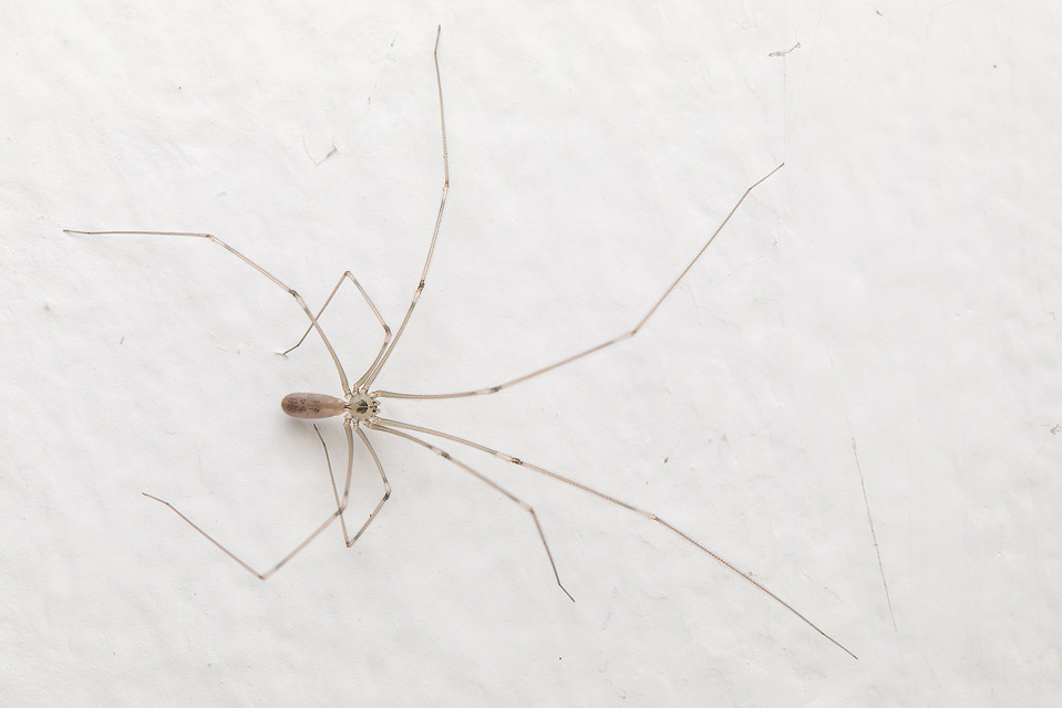 Pholcus phalangioides - nagy álkaszáspók Pholcus phalangioides - nagy álkaszáspók