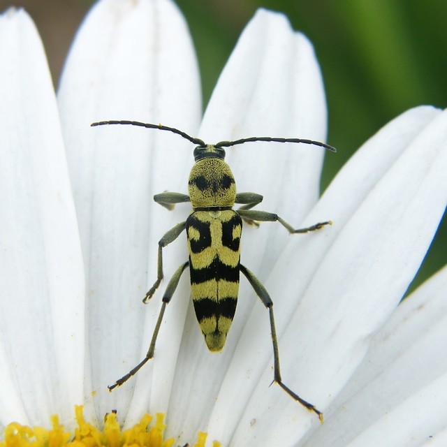 Chlorophorus varius - díszes darázscincér