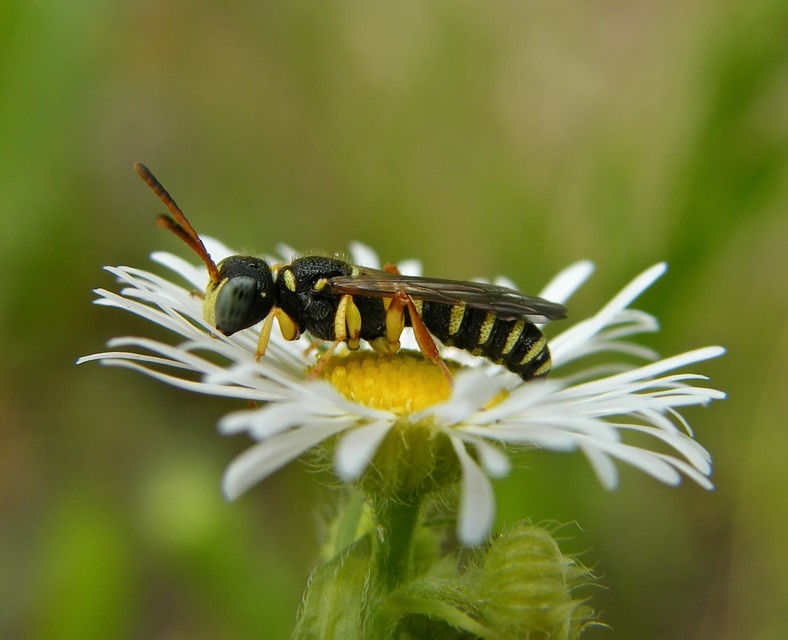 Hymenoptera - Hártyásszárnyúak