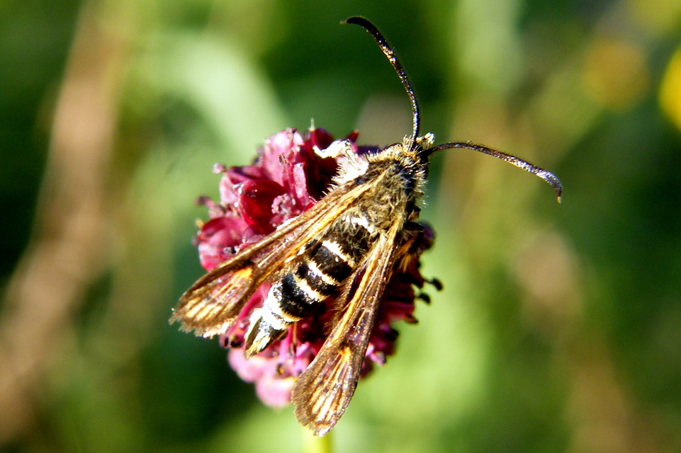 Sesiidae - szitkárfélék