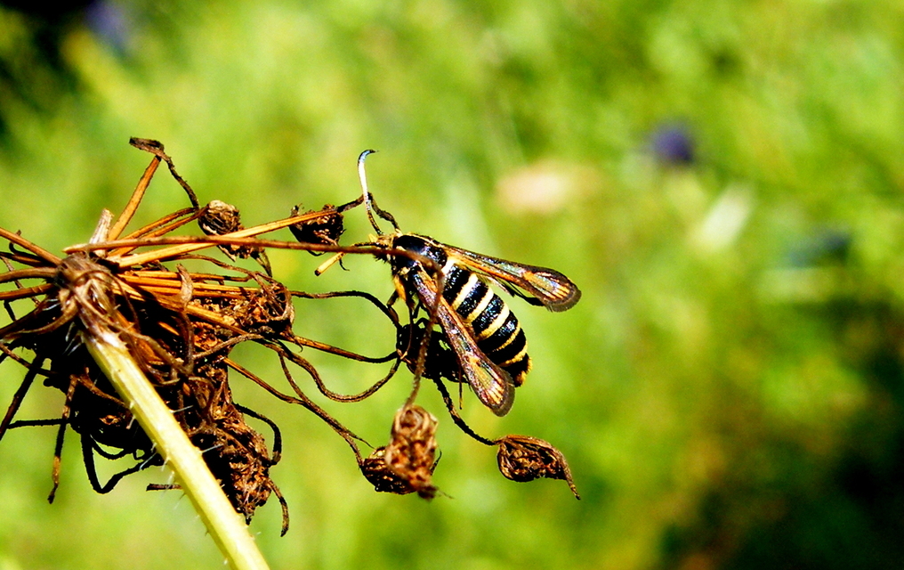 Sesiidae - szitkárfélék