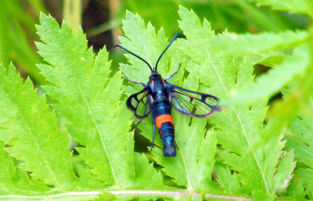 Synanthedon stomoxiformis - naspolyaszitkár