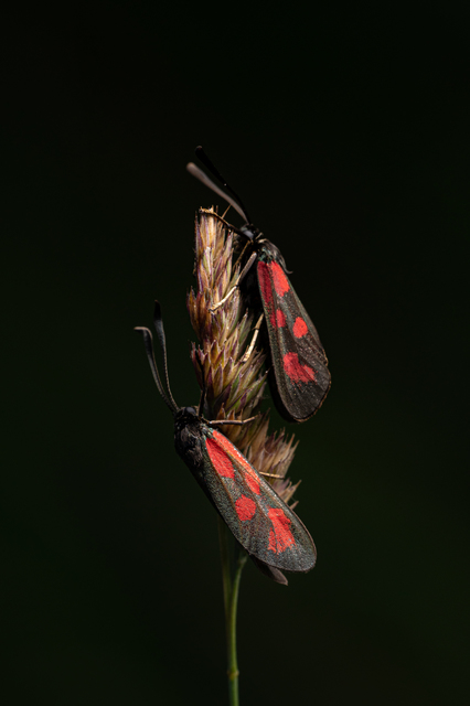 Zygaena loti - közönséges csüngőlepke