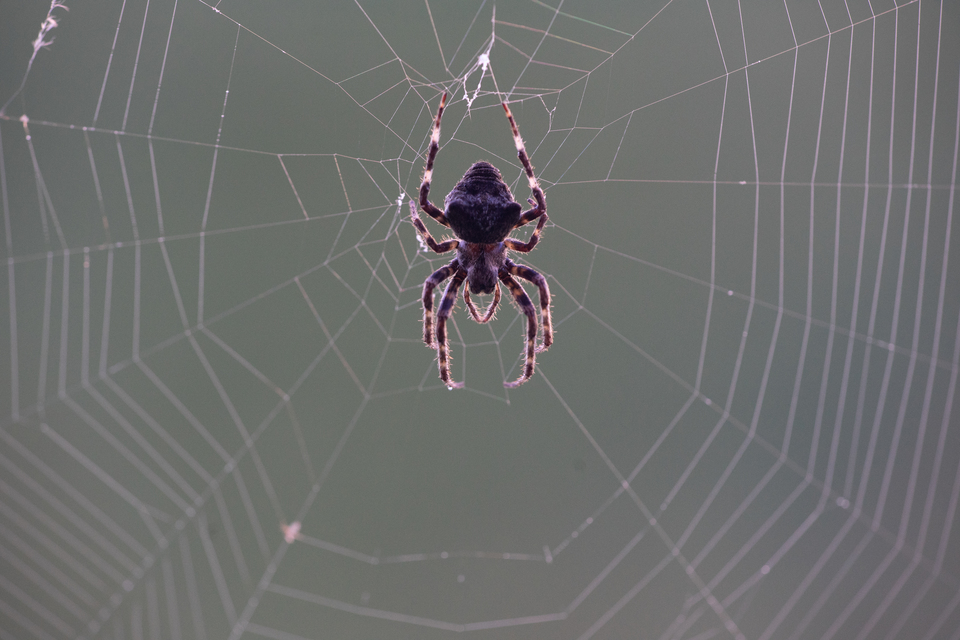 Araneus circe/angulatus