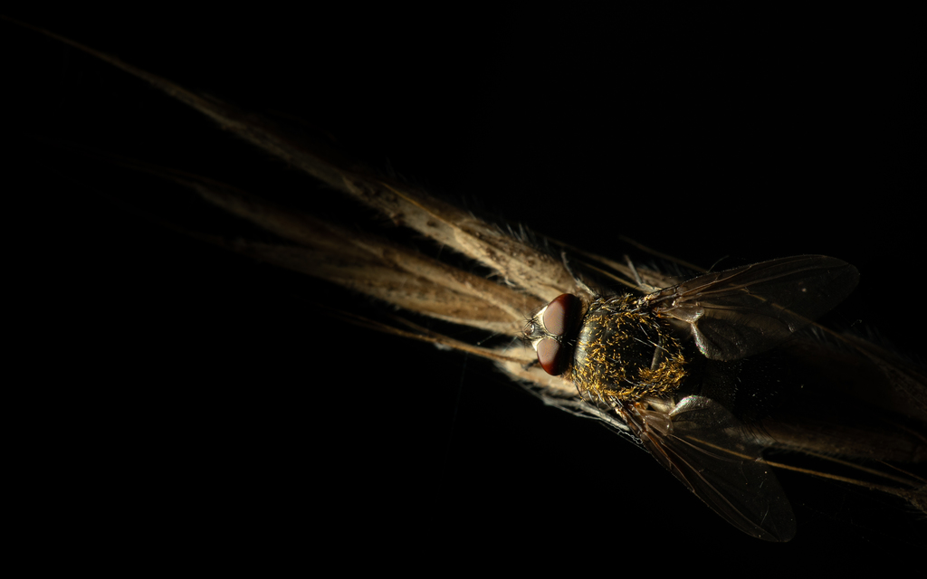 Pollenia