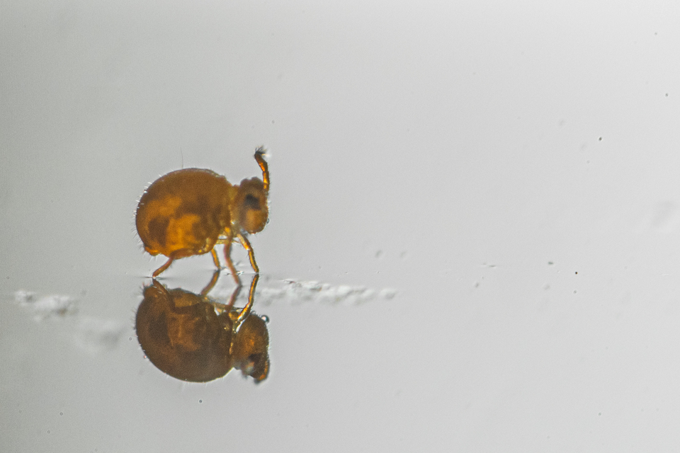 Sminthurinus aureus