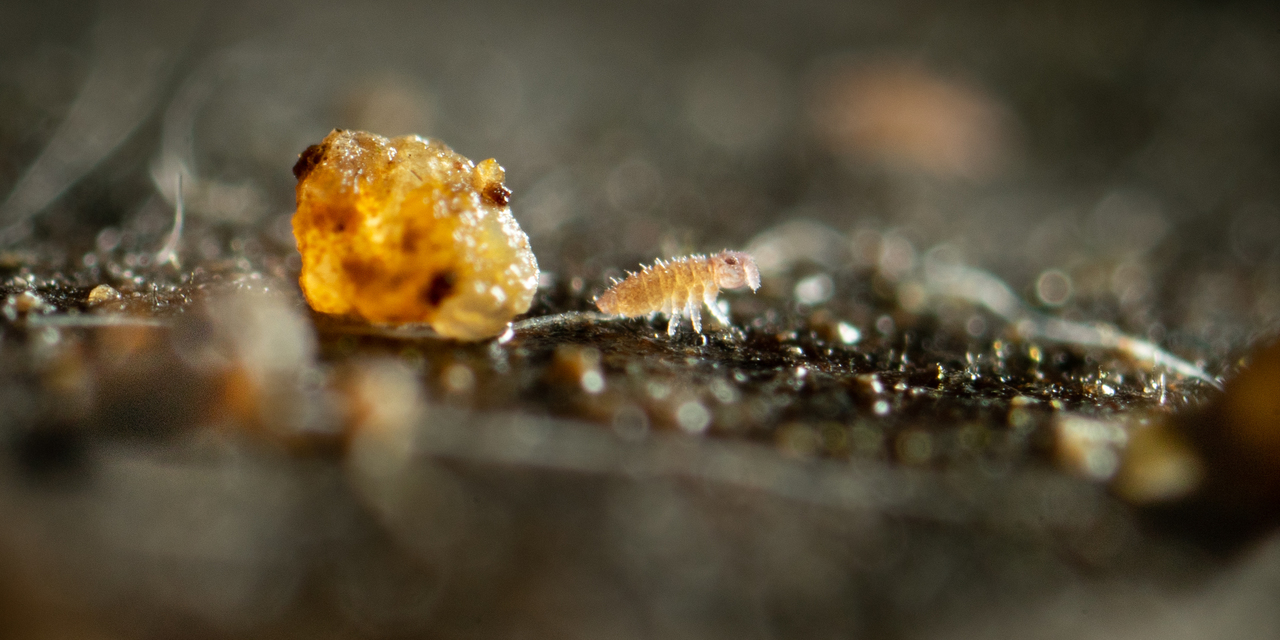 Ceratophysella