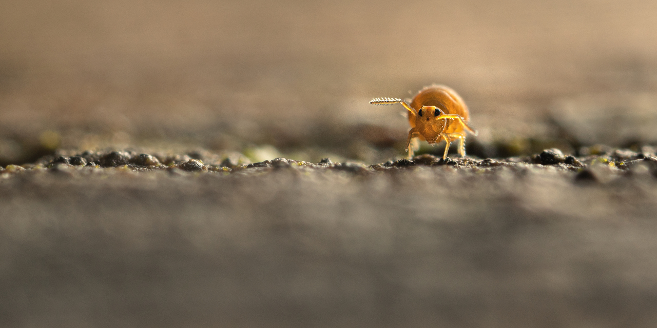 Sminthurinus aureus