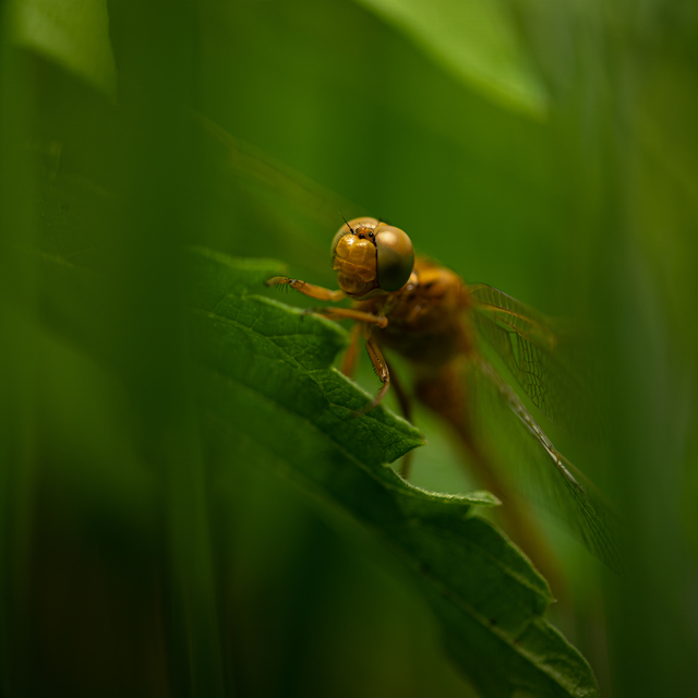 Orthetrum coerulescens - karcsú pásztorszitakötő