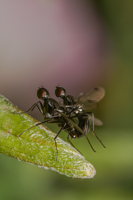 Sepsidae - billegetőlégyfélék