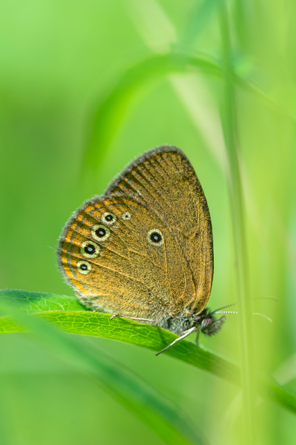 Coenonympha oedippus - ezüstsávos szénalepke