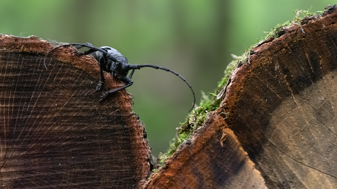 Morimus asper funereus - gyászcincér