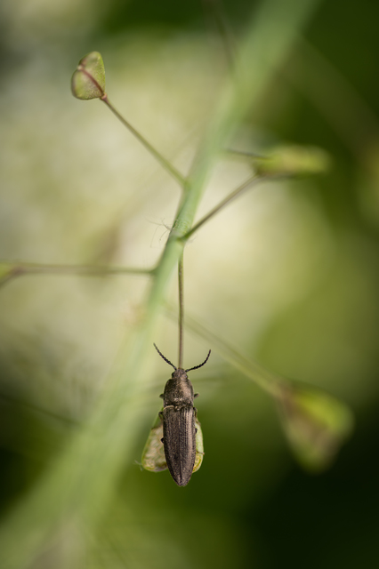 Cidnopus pilosus - szőrös pattanó
