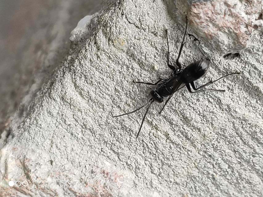 Pompilidae - útonállódarazsak